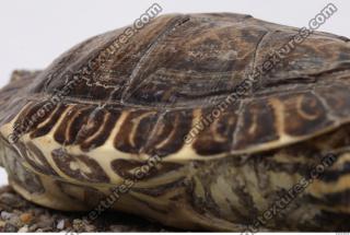 tortoise shell 0008
